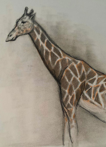 433x600 Field Trip! Drawing Animals - Zoo Pictures For Drawing