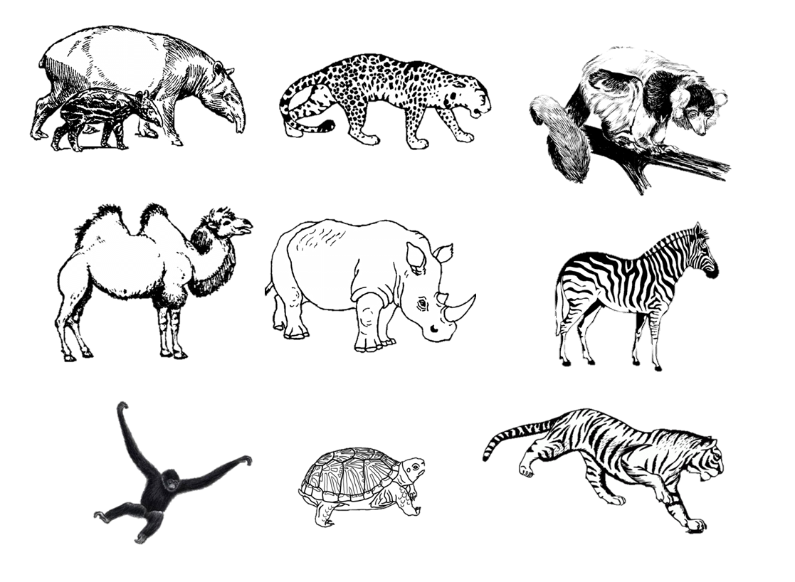 Draw animals перевод. Животные рисунки. Зарисовки животных в зоопарке. Зоопарк чб. Животные зоопарка раскраска.