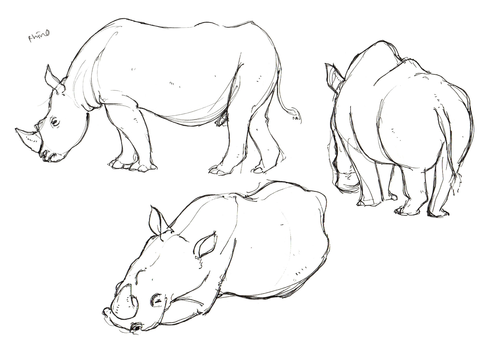 1920x1357 Artstation - Zoo Pictures For Drawing