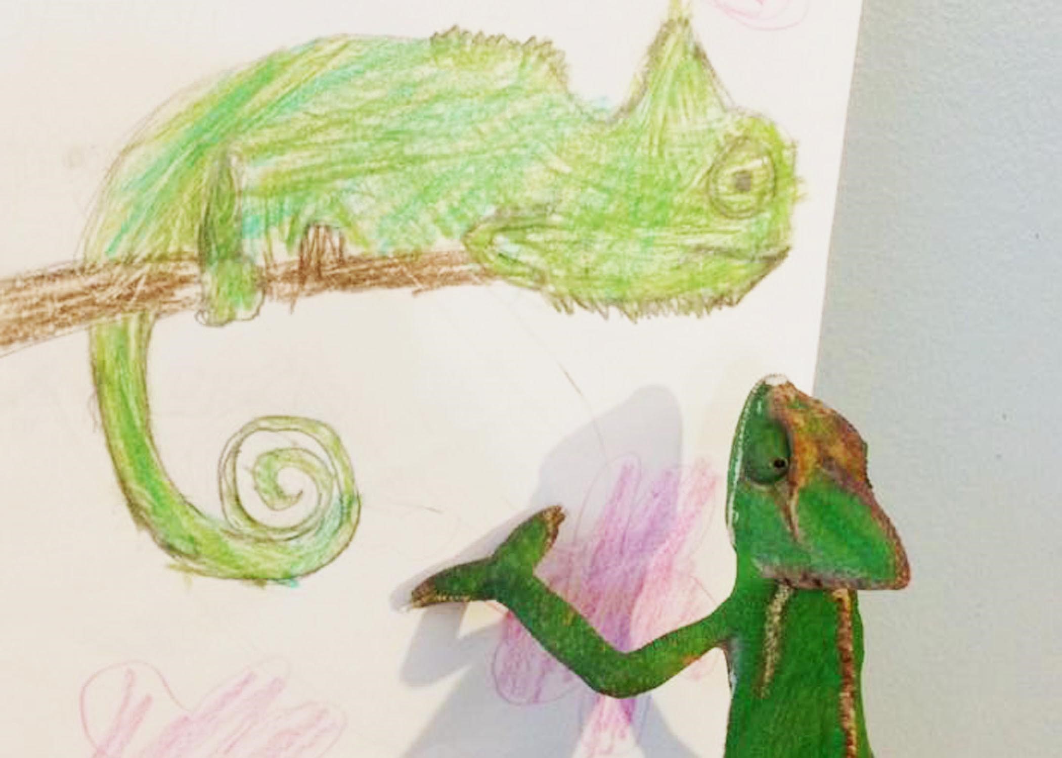 2100x1500 The Drawing Zoo Art Meets Science Young Audiences Arts - Zoo Pictures For Drawing