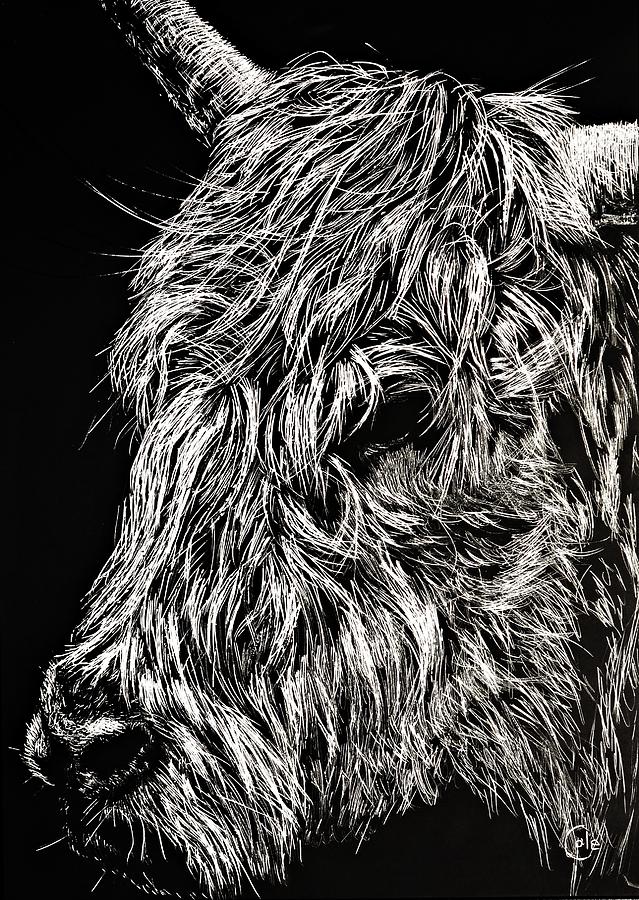 639x900 west highland cattle scratch art high park zoo drawing - Zoo Pictures For Drawing