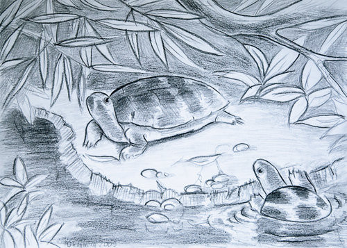 500x357 Zoo Drawings - Zoo Pictures For Drawing