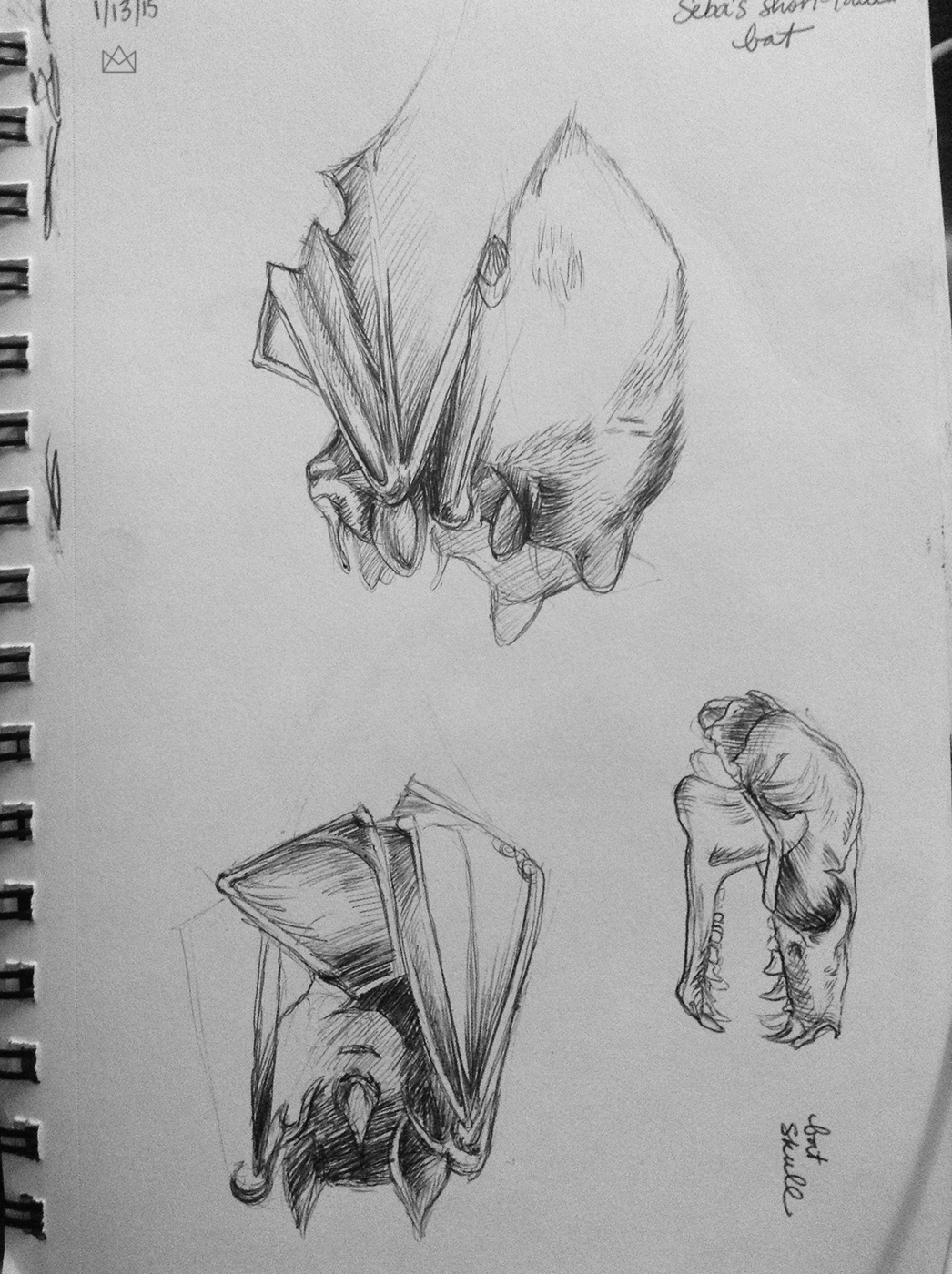 1046x1400 Zoo Drawings On Behance - Zoo Pictures For Drawing