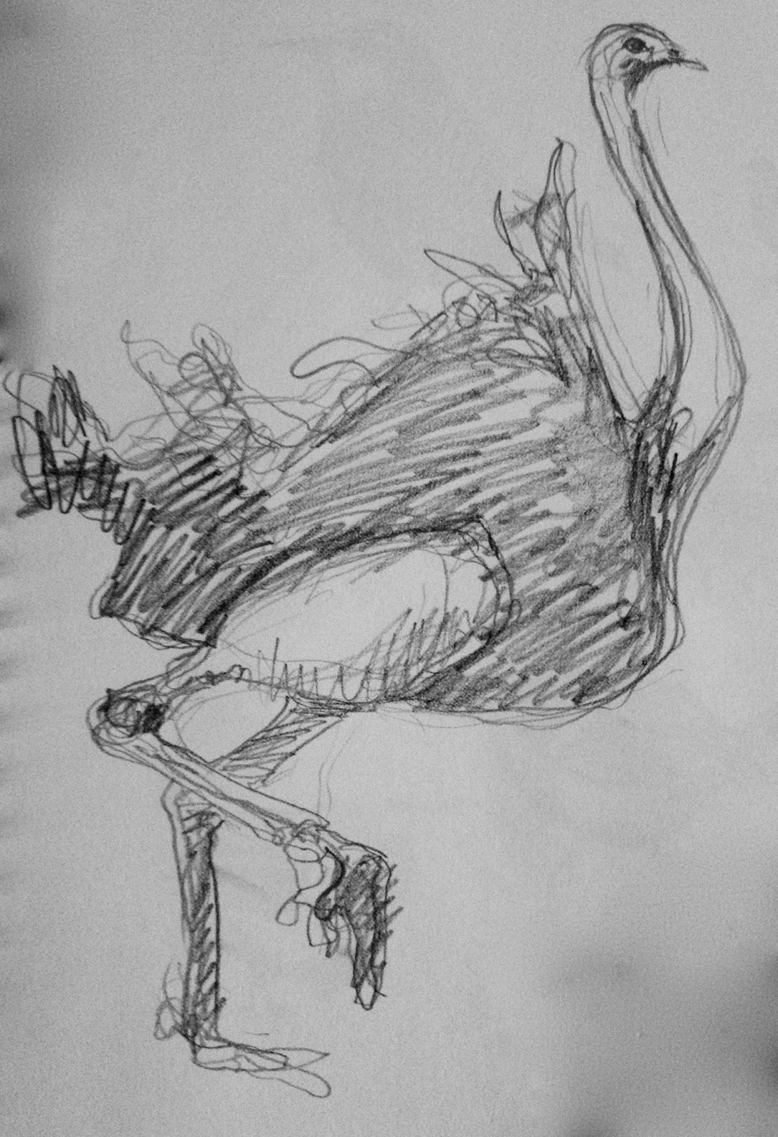 1095x1600 Drawing - Zoo Pictures For Drawing