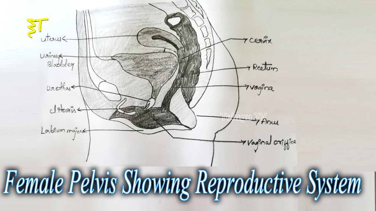 1280x720 Important Drawings For Exams - Zoology Drawing