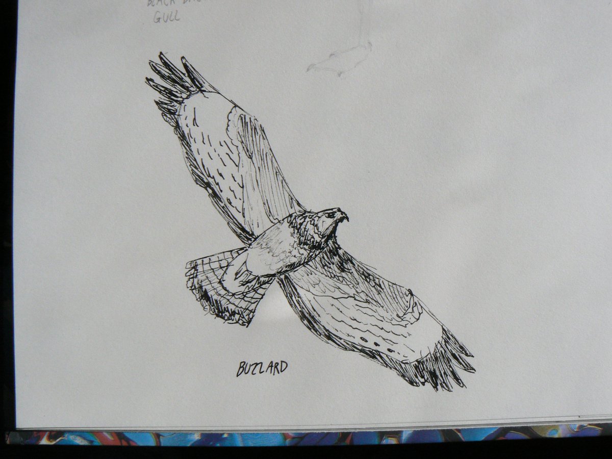 1200x900 Ivan Kay On Twitter Quick Sketches Of Common - Zoology Drawing