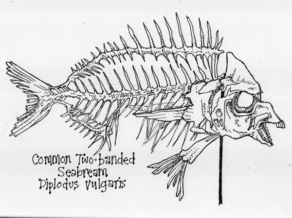 600x449 Maureen Mace - Zoology Drawing