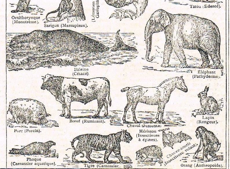 794x584 Original Zoology Cow Horse Elephant Print French Vintage Etsy - Zoology Drawing