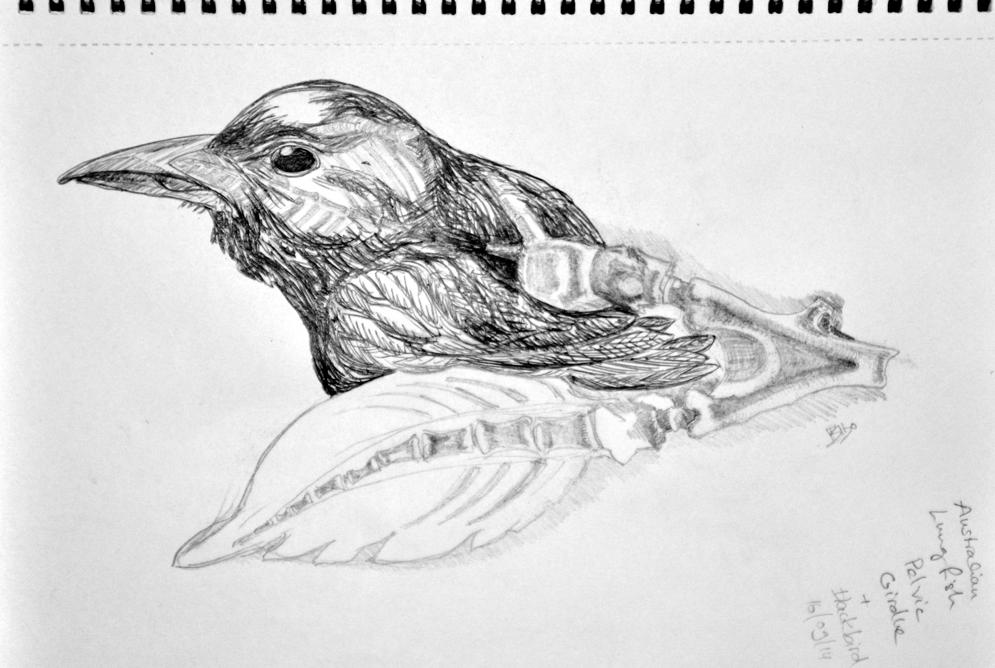 Zoology Drawing at Explore collection of Zoology