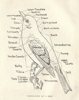 328x415 Wonderful Drawing Of A Bird Identifying The Parts Of Their Anatomy - Zoology Drawing