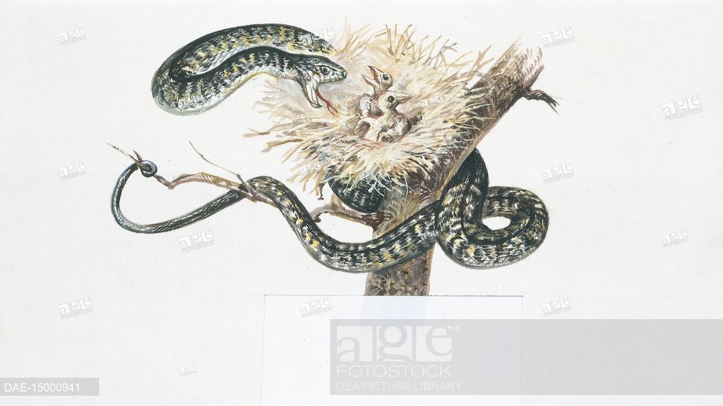 1049x589 Zoology - Zoology Drawing