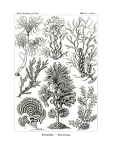 226x300 Zoology Drawings - Zoology Drawing