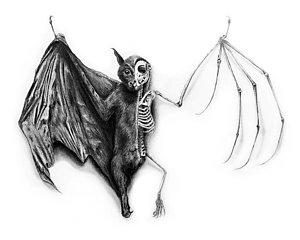 300x240 Zoology Drawings - Zoology Drawing