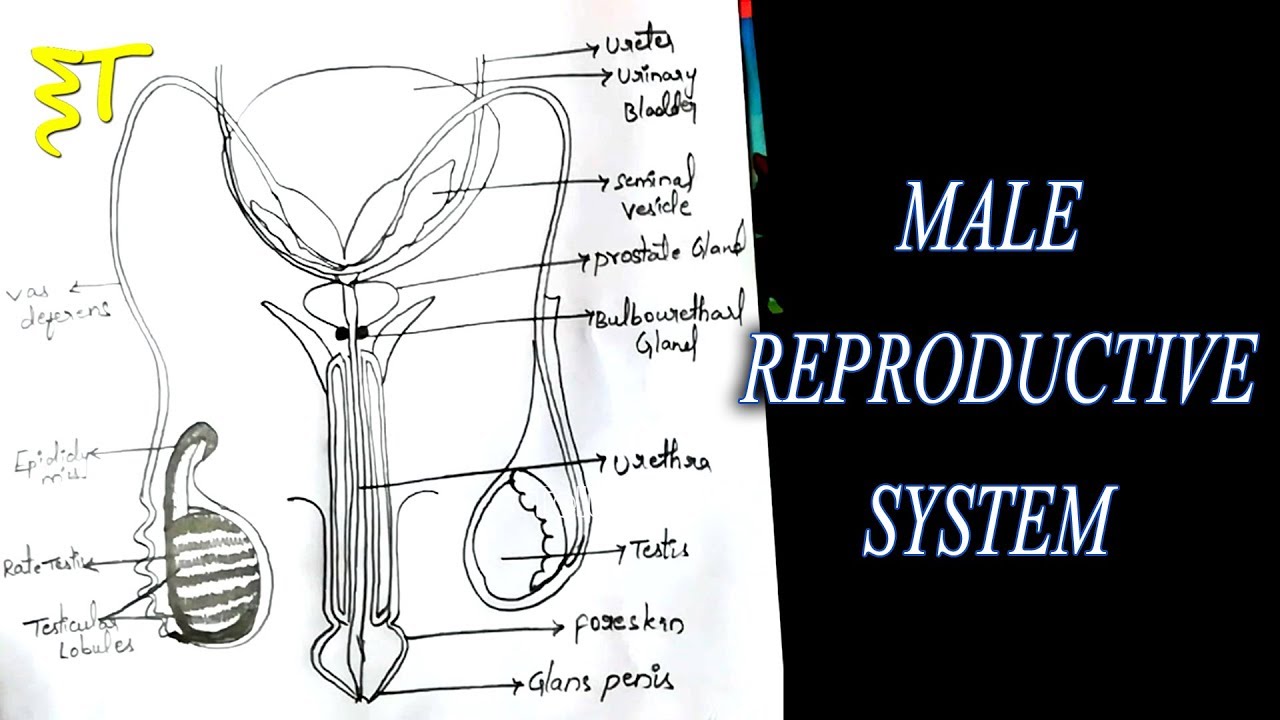 1280x720 Zoology Drawings Important Drawings For Inter Exams How - Zoology Drawing