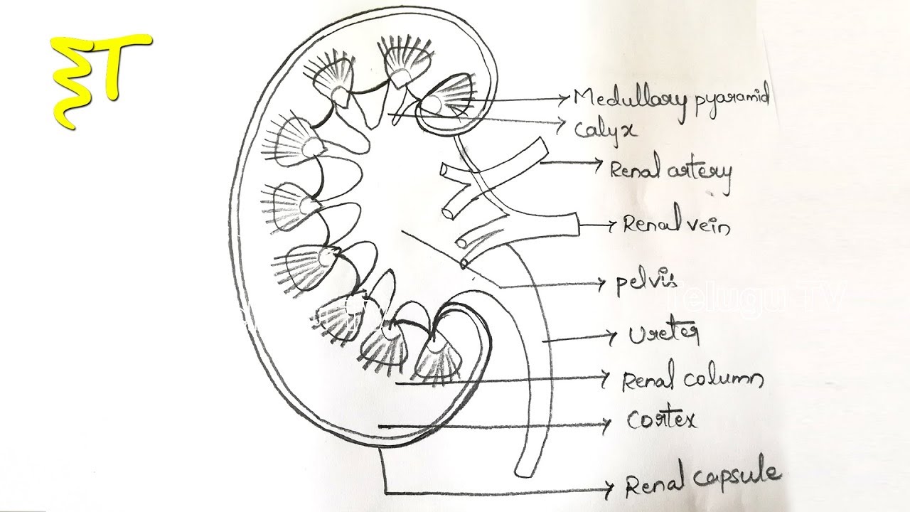 1280x720 Zoology Important Drawings How To Draw A Diagram In Very Easy - Zoology Drawing