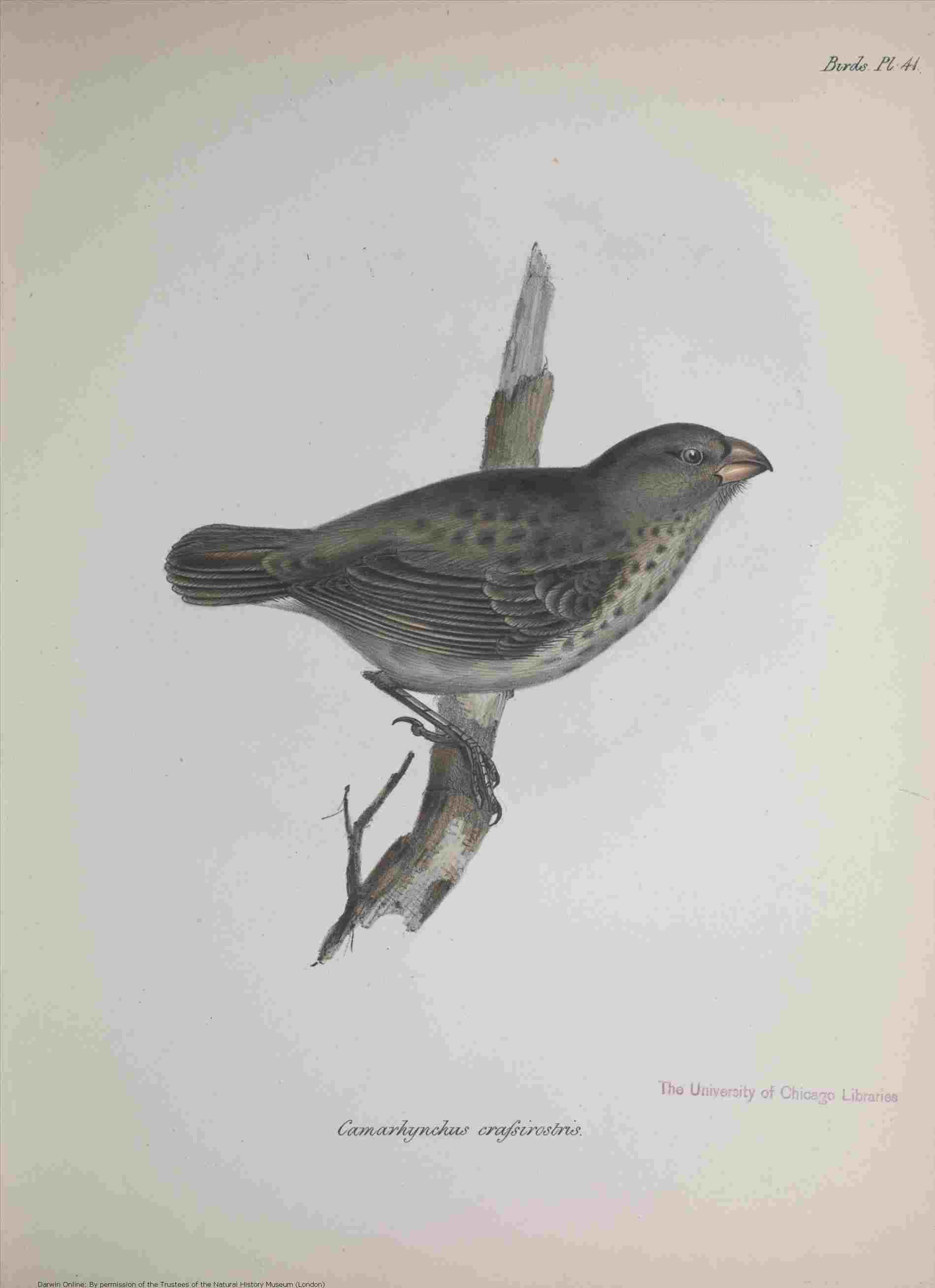 1899x2614 Animal Development Iii Drawing And Coloring Zoology - Zoology Drawing