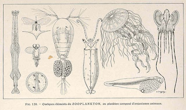 Zooplankton Drawing at PaintingValley.com | Explore collection of