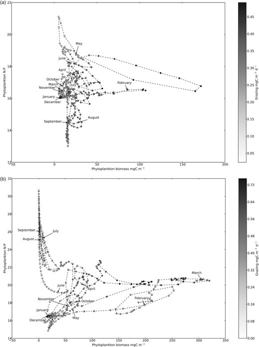520x695 impact of zooplankton food selectivity on plankton dynamics - Zooplankton Drawing