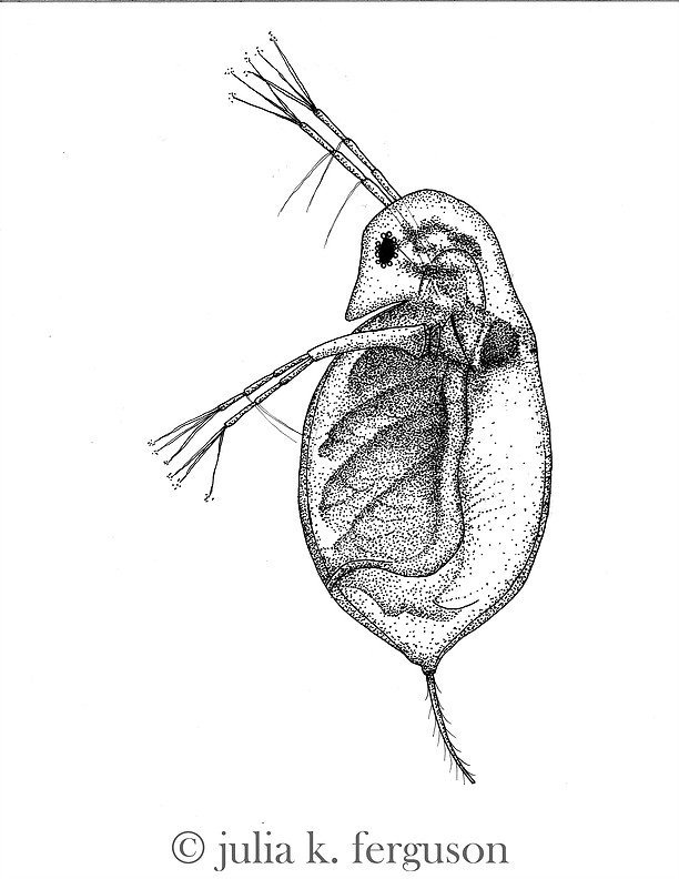 Zooplankton Drawing