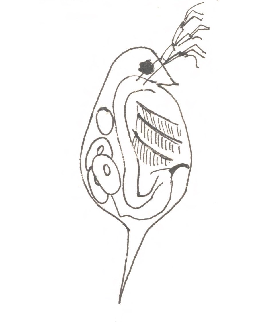 900x1124 Marta Shocket, Phd On Twitter A Drawing I Did A Couple Years Ago - Zooplankton Drawing