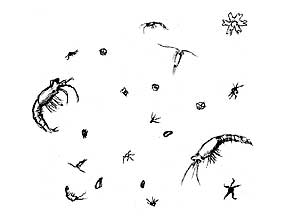 285x220 ocean oasis teacher's guide activity - Zooplankton Drawing