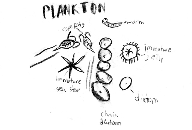 Zooplankton Drawing at Explore collection of Zooplankton Drawing