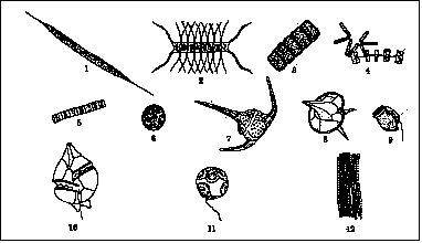 382x220 Plankton Htm - Zooplankton Drawing