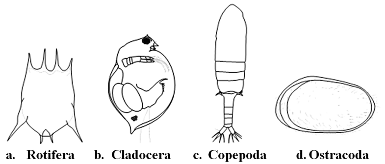 785x336 Techniques In The Collection, Preservation And Morphological - Zooplankton Drawing