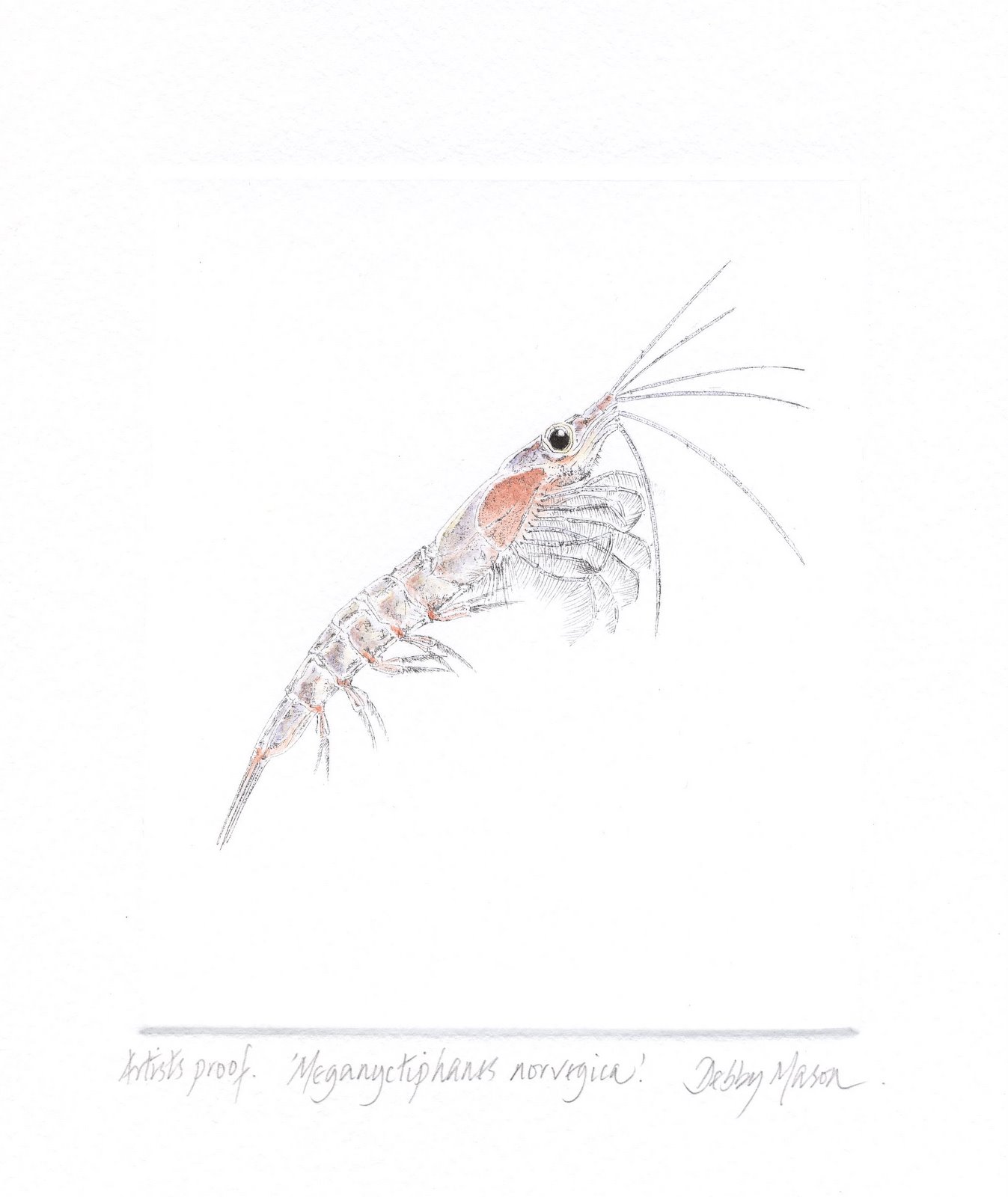 zooplankton-drawing-at-paintingvalley-explore-collection-of