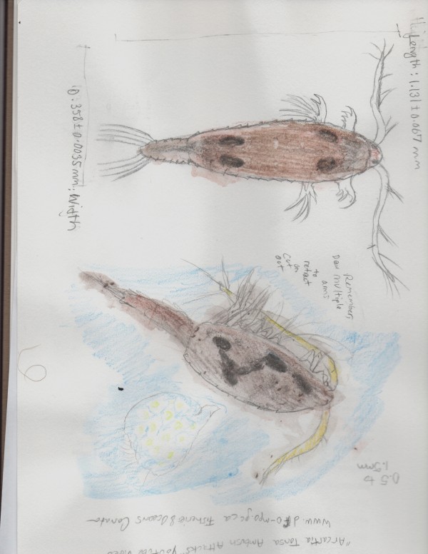 Zooplankton Drawing at Explore collection of Zooplankton Drawing