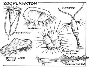 300x225 Zooplankton Tattoo Ideas Marine Biology, Ocean Activities - Zooplankton Drawing
