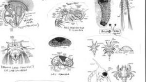 300x170 Cartoon Drawing Nz The Cartoonist Troller Us - Zooplankton Drawing