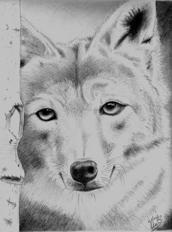 572x768 Zorro Marina - Zorro Drawing