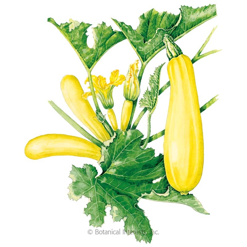 800x800 cube of butter summer squash seeds, view all vegetables botanical - Zucchini Drawing