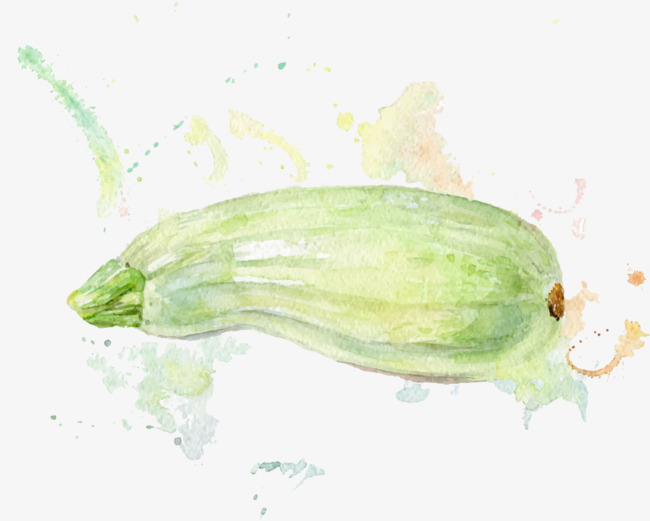 650x521 vector drawing zucchini, watercolor, hand painted, squash png - Zucchini Drawing