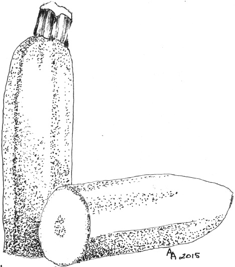 469x533 vegetales zucchini - Zucchini Drawing