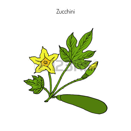 450x450 zucchini clipart drawing - Zucchini Drawing