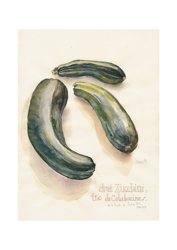 570x806 zucchini watercolor still life print of my original green - Zucchini Drawing