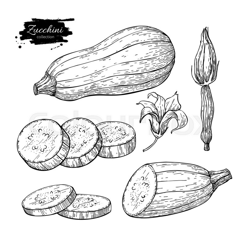 800x800 zucchini hand drawn vector stock vector colourbox - Zucchini Drawing