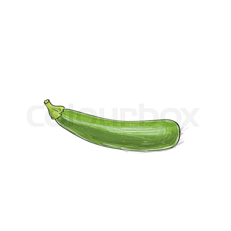 800x800 zucchini sketch color drawing isolated stock vector colourbox - Zucchini Drawing