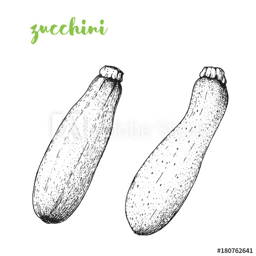 500x500 zucchini vector illustration engraved image sketch food - Zucchini Drawing