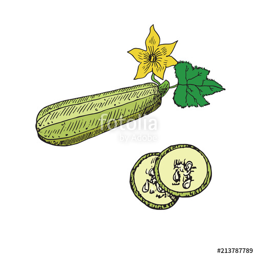 500x500 zucchini with flower and leaf, cut slice, hand drawn doodle - Zucchini Drawing