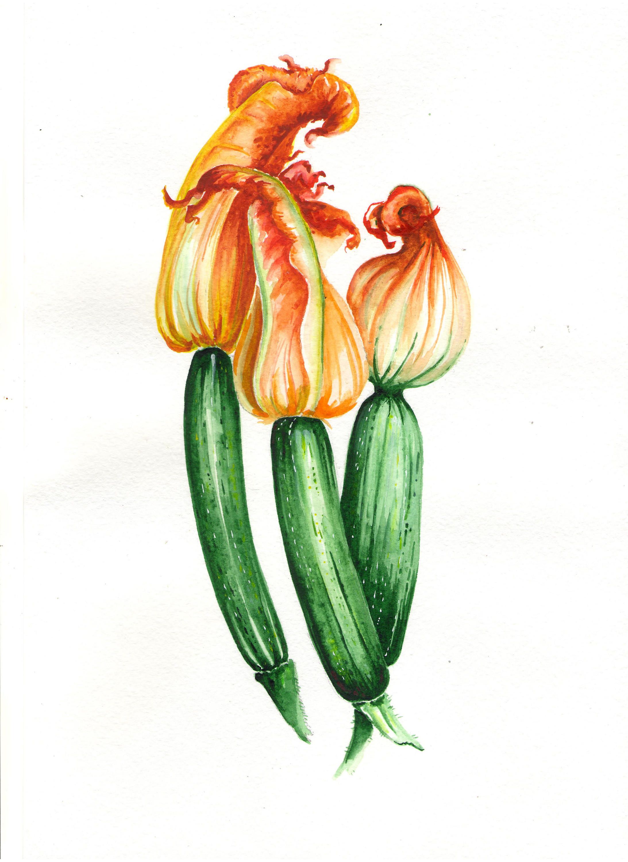 2186x3000 watercolor original zucchini flower and fruit drawing my - Zucchini Drawing