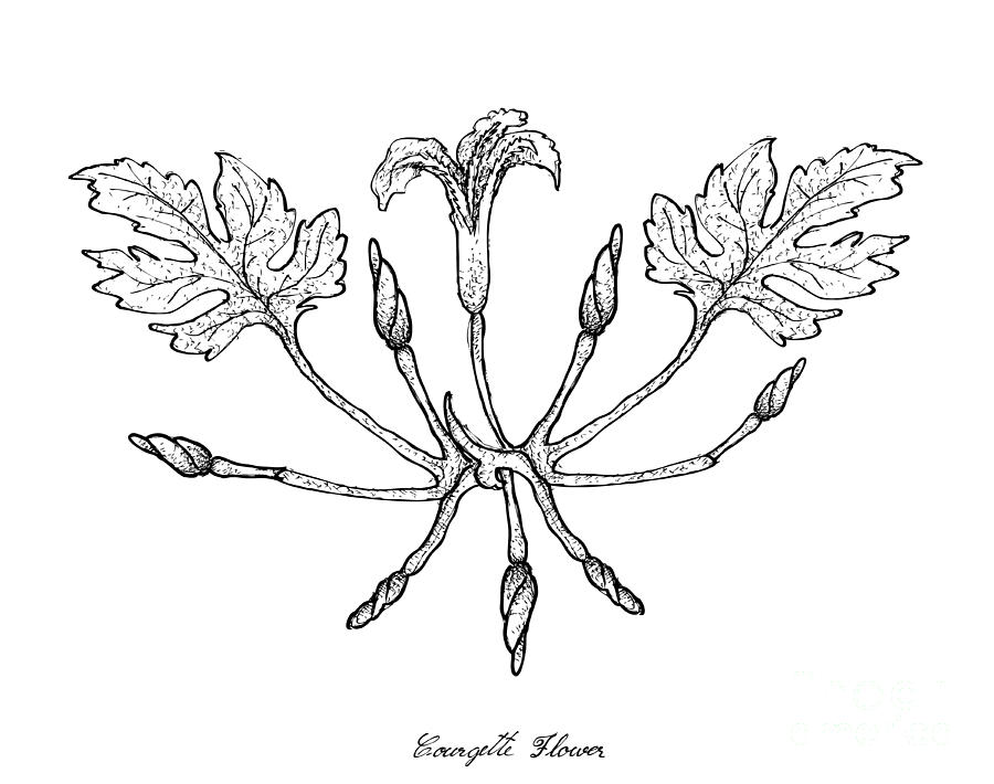 900x710 hand drawn of courgette flowers on white background drawing - Zucchini Drawing