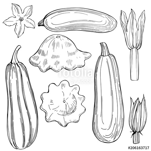 500x500 hand drawn zucchini and squash on white background vector sketch - Zucchini Drawing