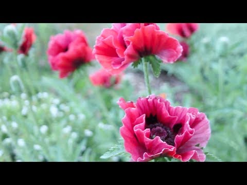 480x360 Watercolor Flower Painting Tutorial Abstract Oriental Poppies - Abstract Watercolor Flower Paintings