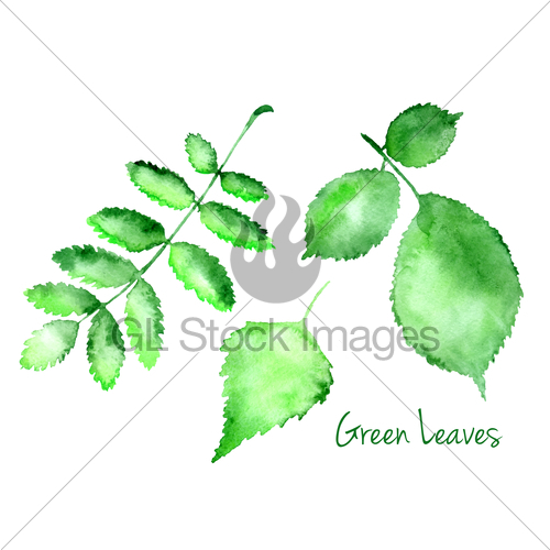 500x500 Set Of Green Vector Abstract Watercolor Leaves Gl Stock Images - Abstract Watercolor Leaves