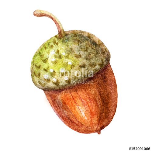 500x500 Cute Brown Watercolor Acorn Illustration Isolated On White - Acorn Watercolor
