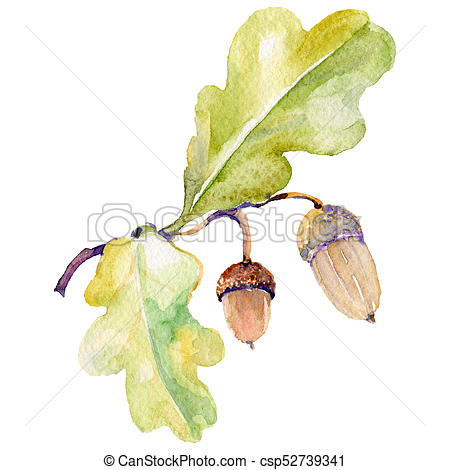 450x470 Forest Acorn In A Hand Drawn Watercolor Style Isolated.... Stock - Acorn Watercolor