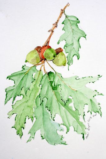341x512 Pin By Samantha Averitt On Acorn Fairy Oak - Acorn Watercolor